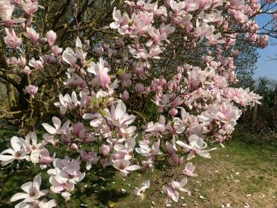Foto af blomstrende tulipantræ